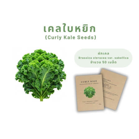 เมล็ดพันธุ์ผักเคล ใบหยิก LETPOT ไทย ออแกนิค ฟาร์ม_3